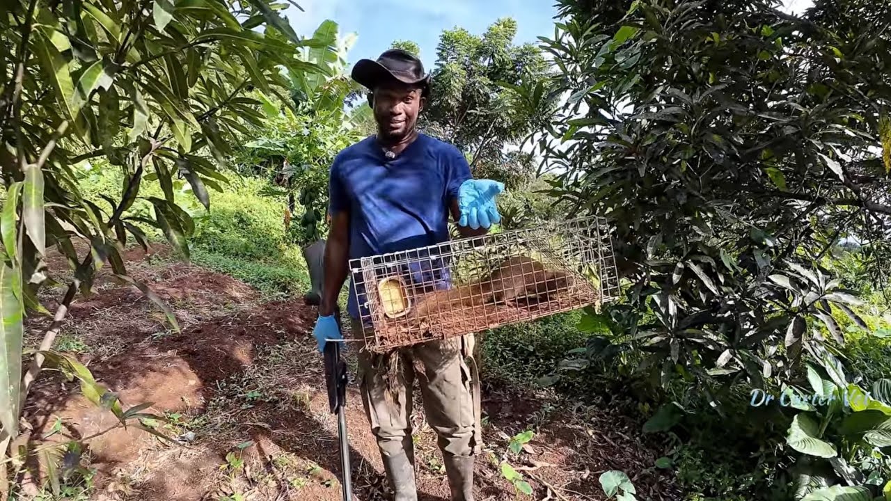 Отлов опасных мангустов | Стрельба из пневматической винтовки | Эпизод 9 