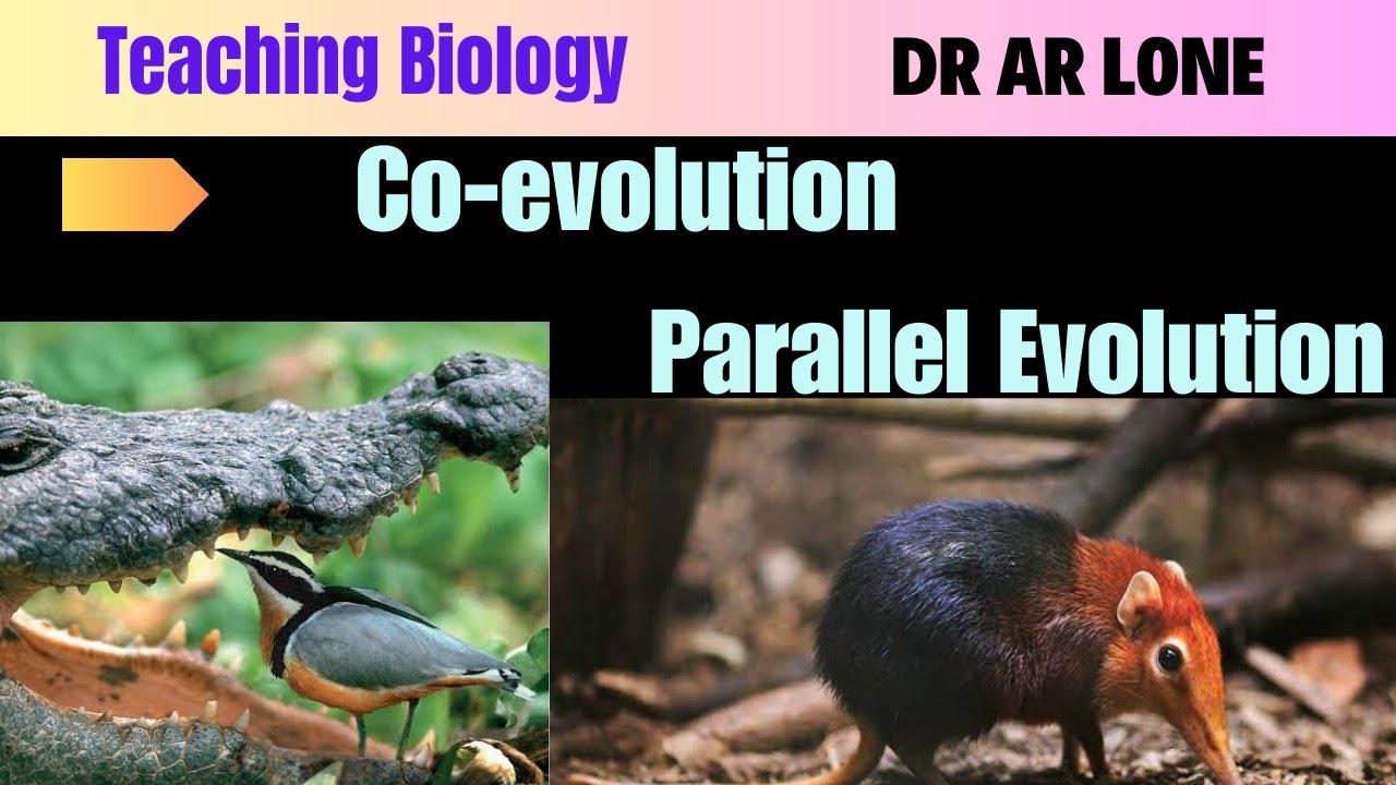 Parallel Evolution Examples parallel-evolution-examples