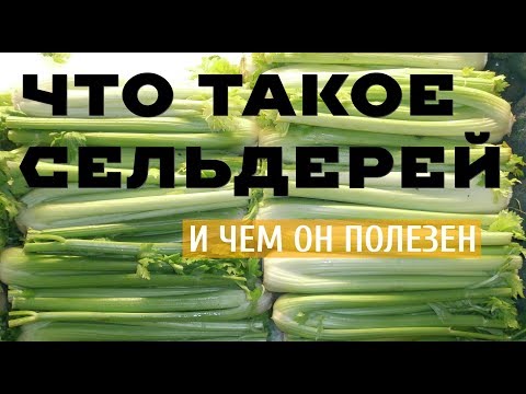 ЧТО ТАКОЕ СЕЛЬДЕРЕЙ И ЧЕМ ОН ПОЛЕЗЕН