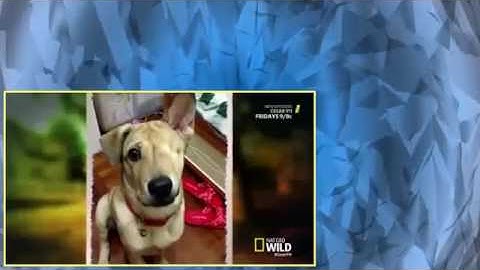 Cesar 911 S04E04 Duk Duk & Cover