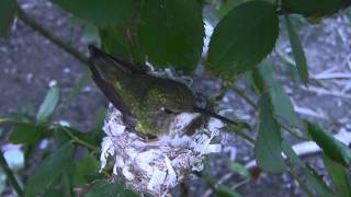 Allens Hummingbird Nest with New Chick and Egg (12 sample clips) V14449
An Allens hummingbird female tends to her nest, now with one fresh chick and a remaining egg that looks like it may not successfully hatch. Filmed in full 1080p HD with a canon HF100 camera, lowered to 720p for this youtube upload...
Contains JCMDI video catalog #s: V14411,V14412,V14413,V14414,V14415,V14416,V14417,V14418,V14419,V14420,V14421,V14422,
Generic description: This is a collection of full-length clips in lowered resolution for YouTube upload, providing content audition and evaluation. The actual resolution, clip-specific details and original raw files are available for licensed commercial use and download at JCMDI.COM in the Stock Footage section. Please refer to the catalog numbers listed above when searching for these clips at the site. Many other 4k, 2k, 1080p, 720p, and 480p (SD) format clips of time lapse, slow motion, clouds, sky, stars, jet trails, moon, hummingbirds, and nature stock footage are available at http://jcmdi.com/stockfootage/h.html
Note: The audio and video material contained herein is copyright 2014 JCM Digital Imaging, however, you may download this footage directly from YouTube and use it free of charge in your own non-profit/non-commercial YouTube videos, school projects, etc.
The full free usage policy and YouTube copyright notice/ad info can be found here (please read before using JCMDI material): http://jcmdi.com/stockfootage/faq.html#freeusage http://jcmdi.com/stockfootage/faq.html#partner Allens Hummingbird Nest with New Chick and Egg (12 sample clips) V14449