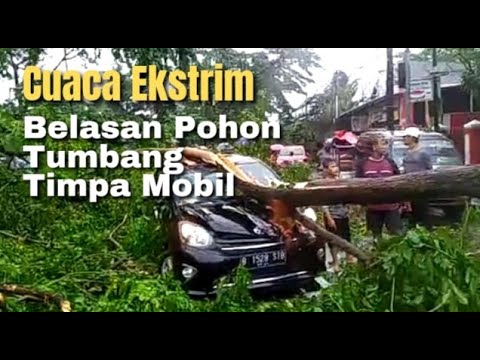 Hujan dan Angin Kencang, Belasan Pohon Tumbang Timpa Mobil di Tangerang