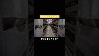 양계장 바닥청소, 아직도 직접 쓸고 있나요?