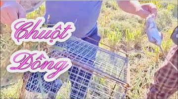 Mùa Chuột đồng to béo tại ruộng lúa 