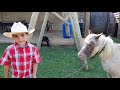 CHEGOU MAIS UM CAVALO, COMO COLOCAR SELA NO CAVALO E CUIDAR DE MINI CAVALO PONEI