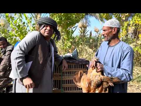 الحاج الضوى بيبيع فروج ضحك السنين