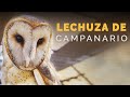 LECHUZA DE CAMPANARIO | Aves silvestres | Ensenada