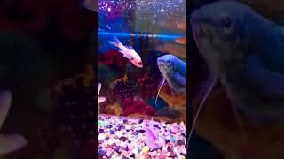 gourami fish
