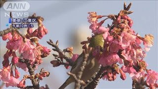 東京は桜が咲く頃の陽気　各地で季節外れの暖かさ(2021年1月16日)
