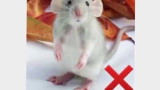 Unsafe foods for pet rats