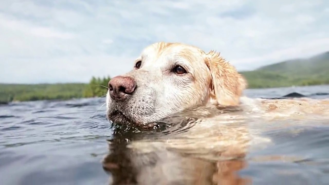Adorable Golden Retriever a Superhero Dog For Doing This YouTube