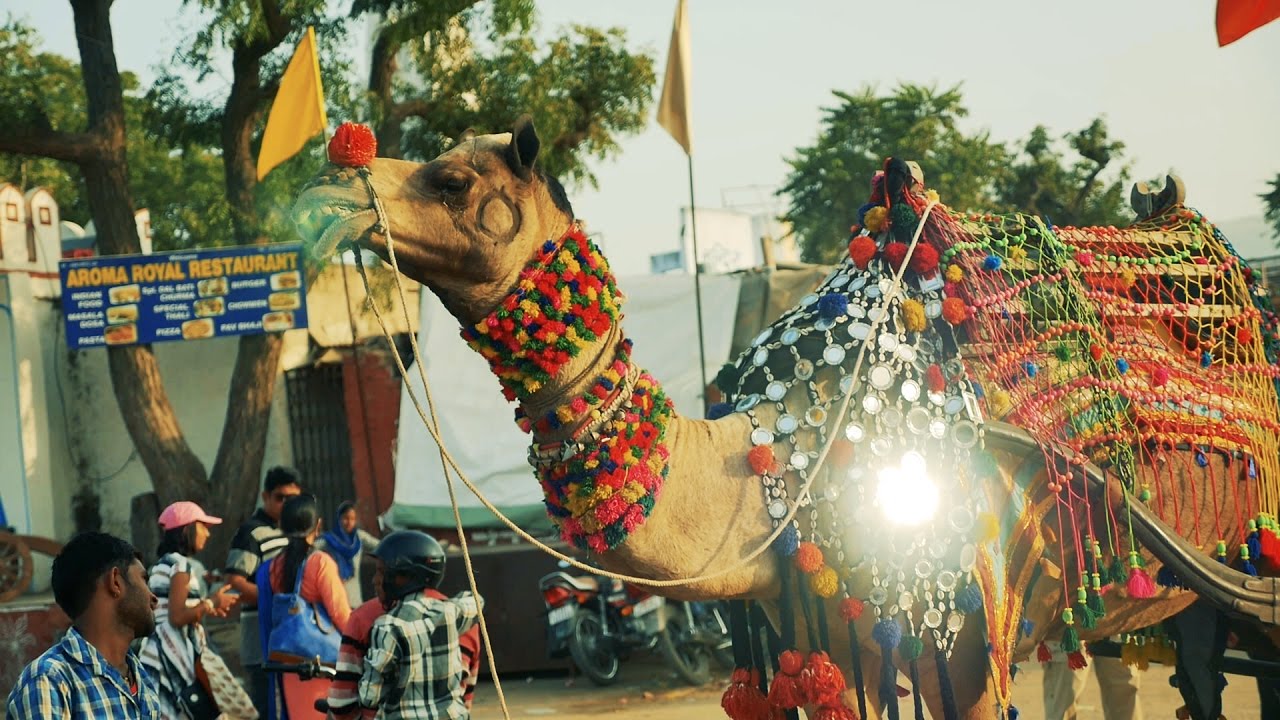 Decorated Camel And Camel Cart At Pushkar Fair Rajasthan India