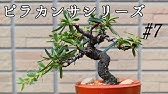 ピラカンサの手入れトゲの対処について 44 Youtube