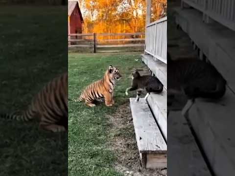 تبسق القط في نضرته للنمر جعله مسيرط 