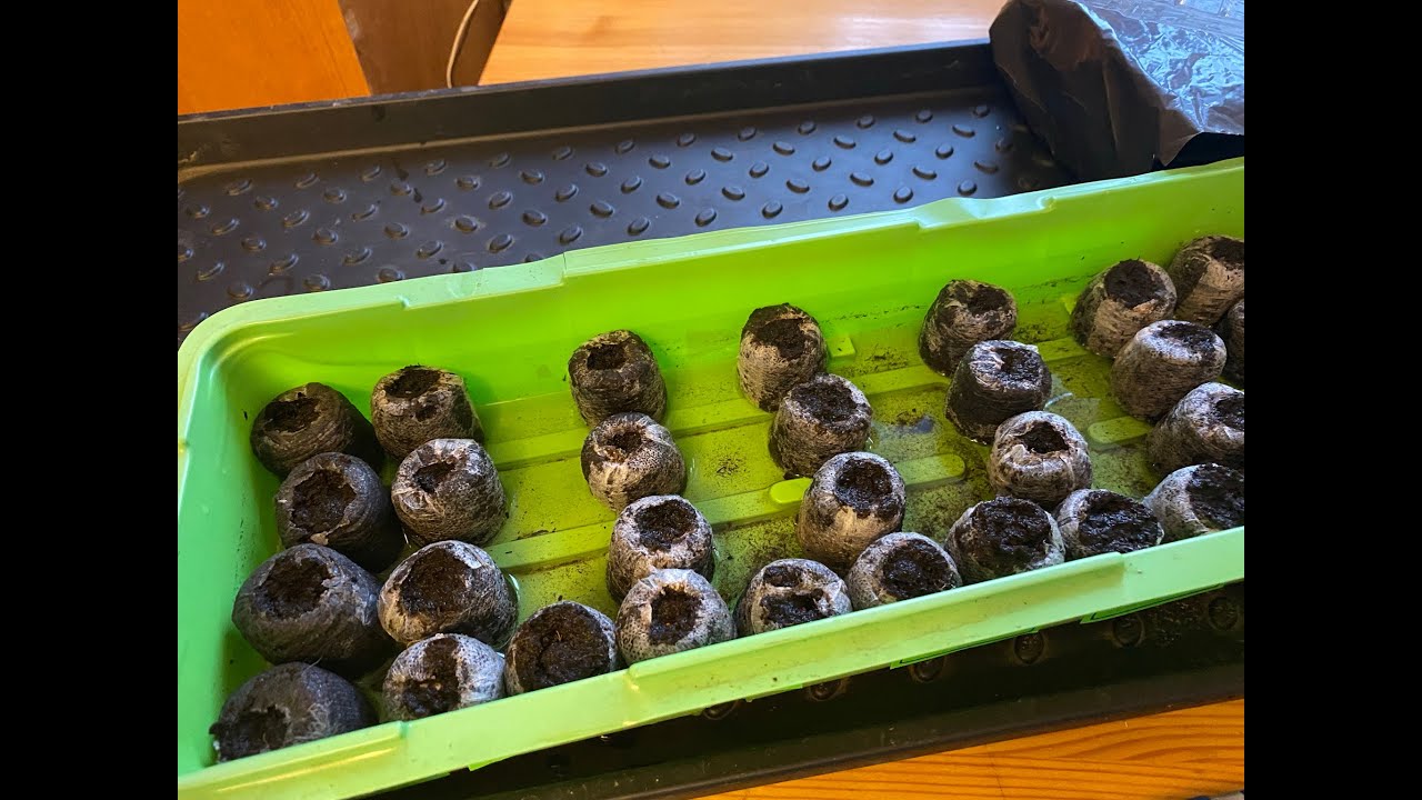 Расскажу о том, как посеять и выращивать рассаду в торфяных таблетках