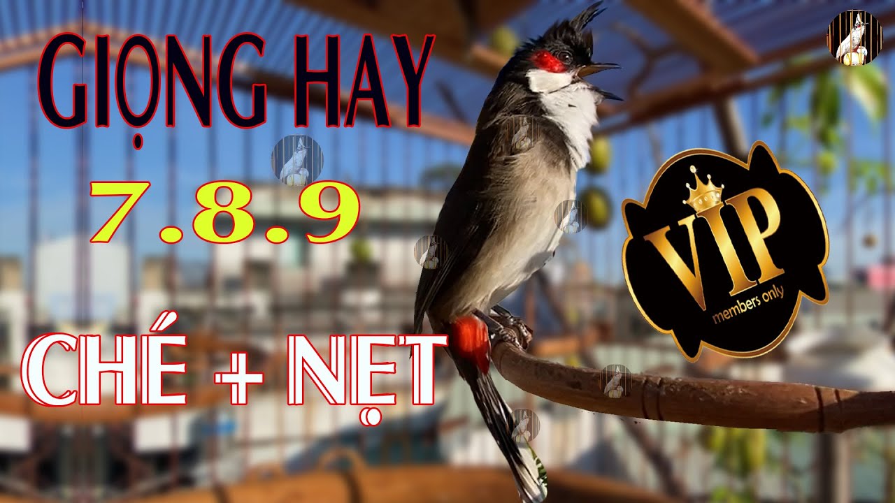 💖Luyện Giọng VÍP Cho Chào Mào Má Trắng, Chào Mào Tây Nguyên Hót - Chào Mào Non Dễ Học