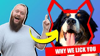 Why BERNESE MOUNTAIN DOG LICK You by Fenrir Bernese Mountain Dog Show 2,440 views 3 years ago 7 minutes, 37 seconds