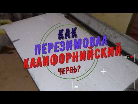 ЧЕРВЯТНИК после зимовочки.Черви