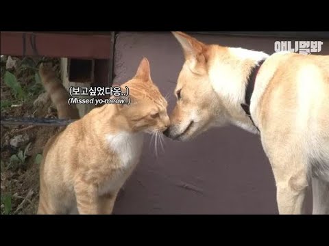다 큰 고양이 젖 주던 강아지.. 알고보니 둘은 원래 아는 사이였다ㅣDog&amp;#39;s Gone Through Imaginary Pregnancy To Breastfeed A Cat..