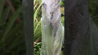 Lihat Keputusan Hasil Cantuman Pokok Mangga