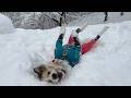 【小樽】雪遊びが嬉しすぎた愛犬がこうなりました🤭