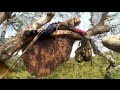 Bắt Tổ Ong Cao Trên Cây Nguy Hiểm This is a top bee-catching expert that shouldn't be scary to watch