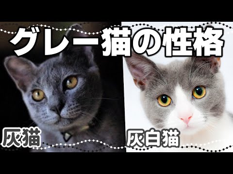 【グレー猫・グレー白猫の特徴】灰色のハチワレも｜毛色で分かる猫の性格