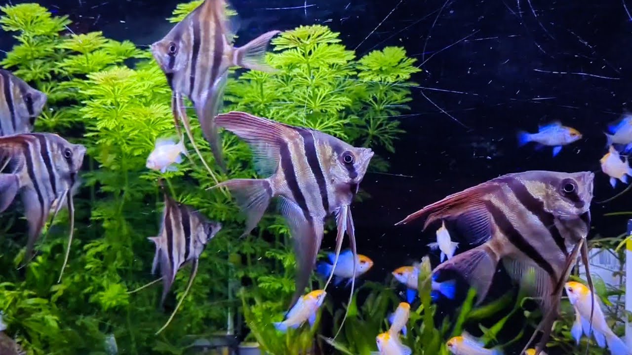 Pterophyllum altum 'Rio Inirida' F1 och Electric blue yellow head ...
