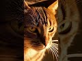 Western Showdown between Cat and Dog  #cute #funny #cat #dog