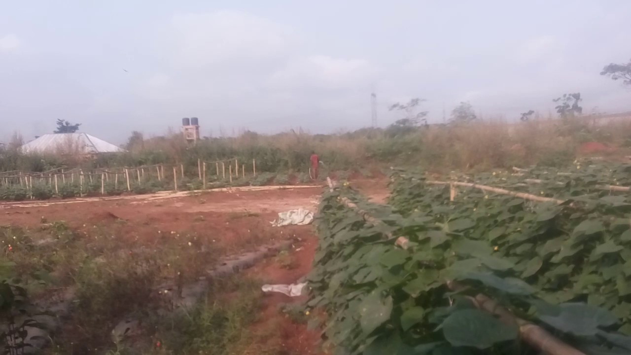 CUCUMBER FARMING BUSINESS IN NIGERIA. FARMER IYKE
