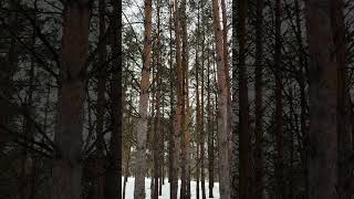 Tree noises #treescape #treenoise #peaceful