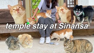 Cats and Temple StayㅣRescue Operation for 18 Stray Cats in TempleㅣTNR surgeries