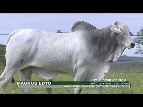 Lote 35   Magnus Edto   EDTO 3978