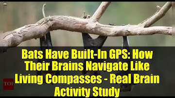 Bats Have Built-In GPS: How Their Brains Navigate Like Living Compasses - Real Brain Activity Study