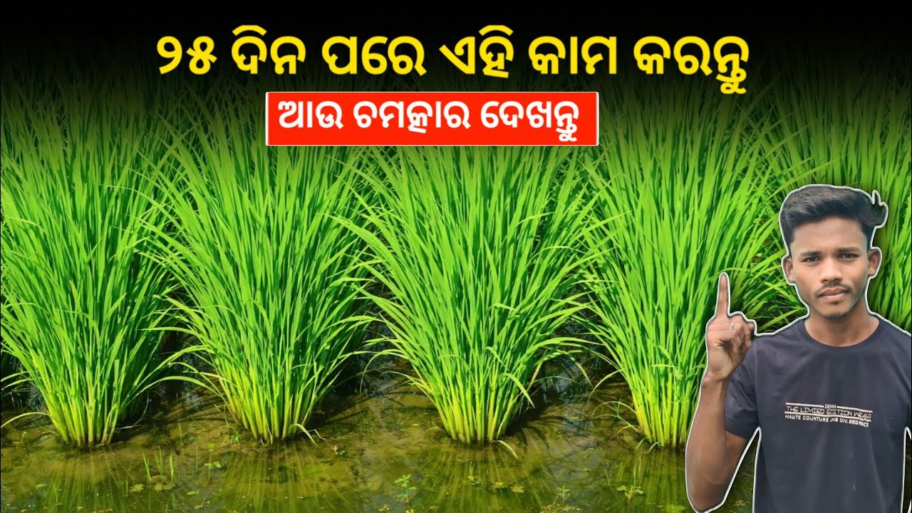 ଧାନ ରୋପଣ ର 25-30 ପରେ ଏହି କାମ କରନ୍ତୁ, ଏତେ ପିଲ୍ ଆସିବା ଗଣି ଗଣି ଥକି ଯିବେ 