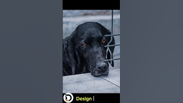 Easily Remove Fence in Photoshop#photoshop #design #tutorial #viralvideos #trending #viral #adob #Ai