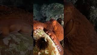 Любопытный Омьминог. #Octopus #Осьминог #Underwater #Scuba #Animals #Ocean