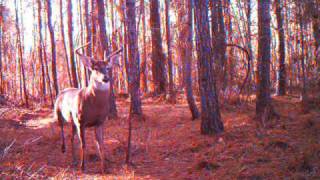 8 point 2 weeks before his death