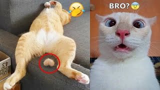 😅❤️ Funniest Cats and Dogs Videos 🐱🐈 New Funny Animals 2024 # 17