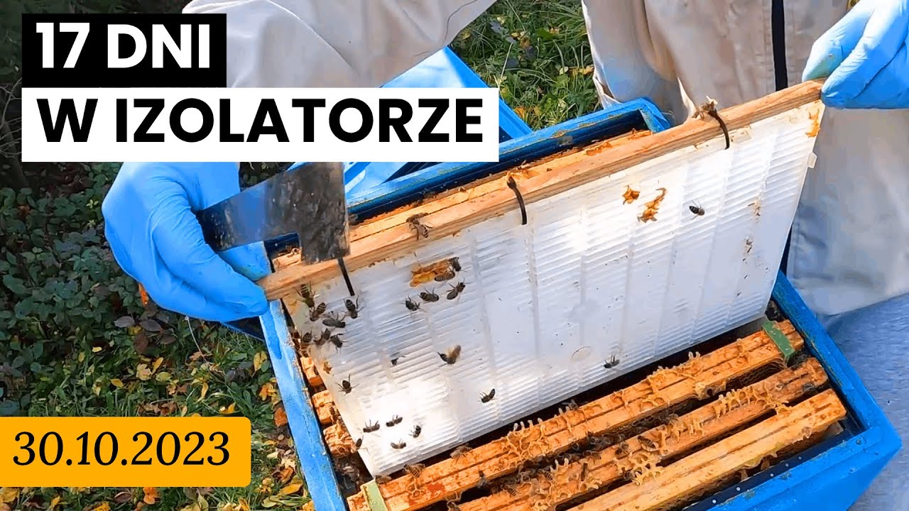 30.10.2023 [ UL-3 ] Czy izolacja matki pszczelej daje efekty?