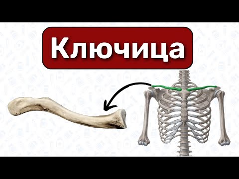 Анатомия ключицы: строение, ключица на латинском и русском