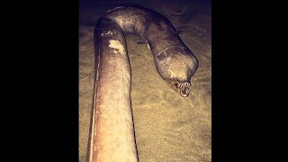 The Snaggle-Toothed Snake-Eel