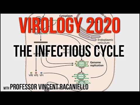 Virology Lectures 2020 #2: The Infectious Cycle