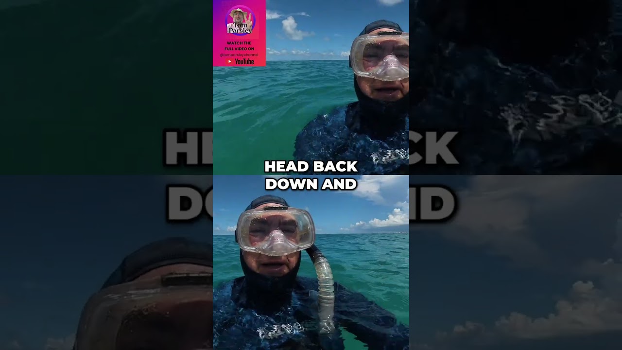 Snorkel Paradise Found: Ship Spotting & Coral Reefs at Spanish Point! #shorts