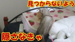 フェレットの大事なおもちゃ【5Ferret1Cat】Important toy of ferret【Cute dogs and cats】
