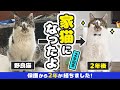 ケガした野良猫を保護して2年が経ちました【2年記念】