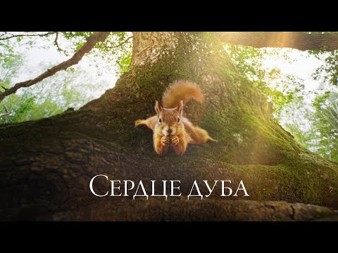 Сердце дуба мультфильм смотреть онлайн