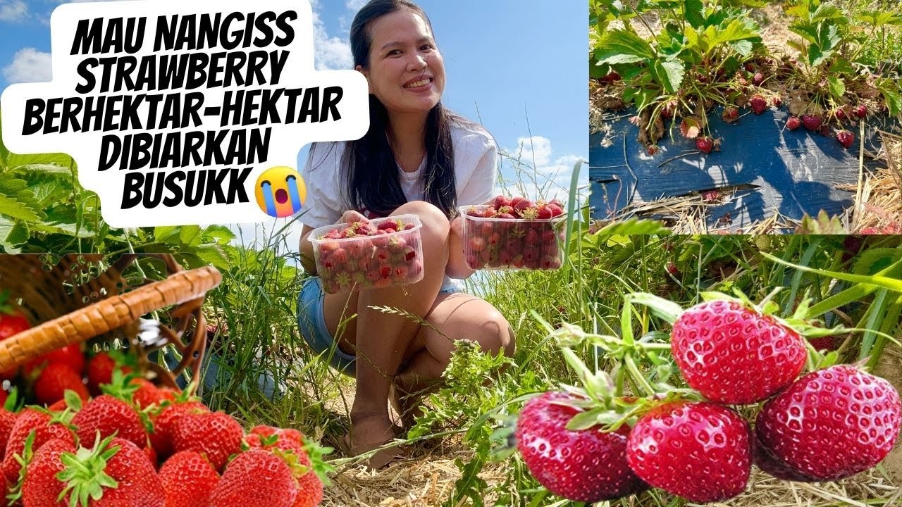 AKHIRNYA PANEN STRAWBERRY LAGI | ORG SWISS MAU NANAM GAK MAU PANEN