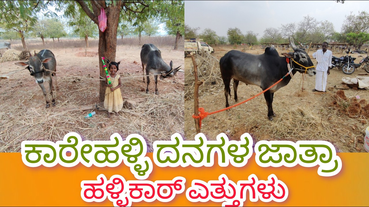 ಕಾರೇಹಳ್ಳಿ ದನಗಳ ಜಾತ್ರಾ ಹಳ್ಳಿಕಾರ್ ಎತ್ತುಗಳು