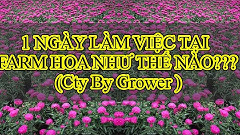 #35 Một ngày làm việc tại farm hoa như thế nào? (Cty By Grower - Đan Mạch)